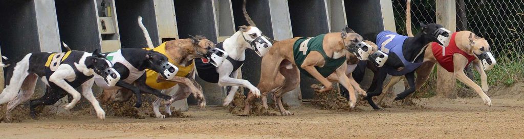 10 Best Greyhound Betting Sites UK - Claim £500+ In Free Bets